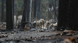 Požiar v Kalifornii má na svedomí už 83 životov