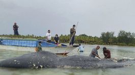 Japonci začali opäť s lovom veľrýb. Kontroverzné video zachytáva, čo s nimi robia