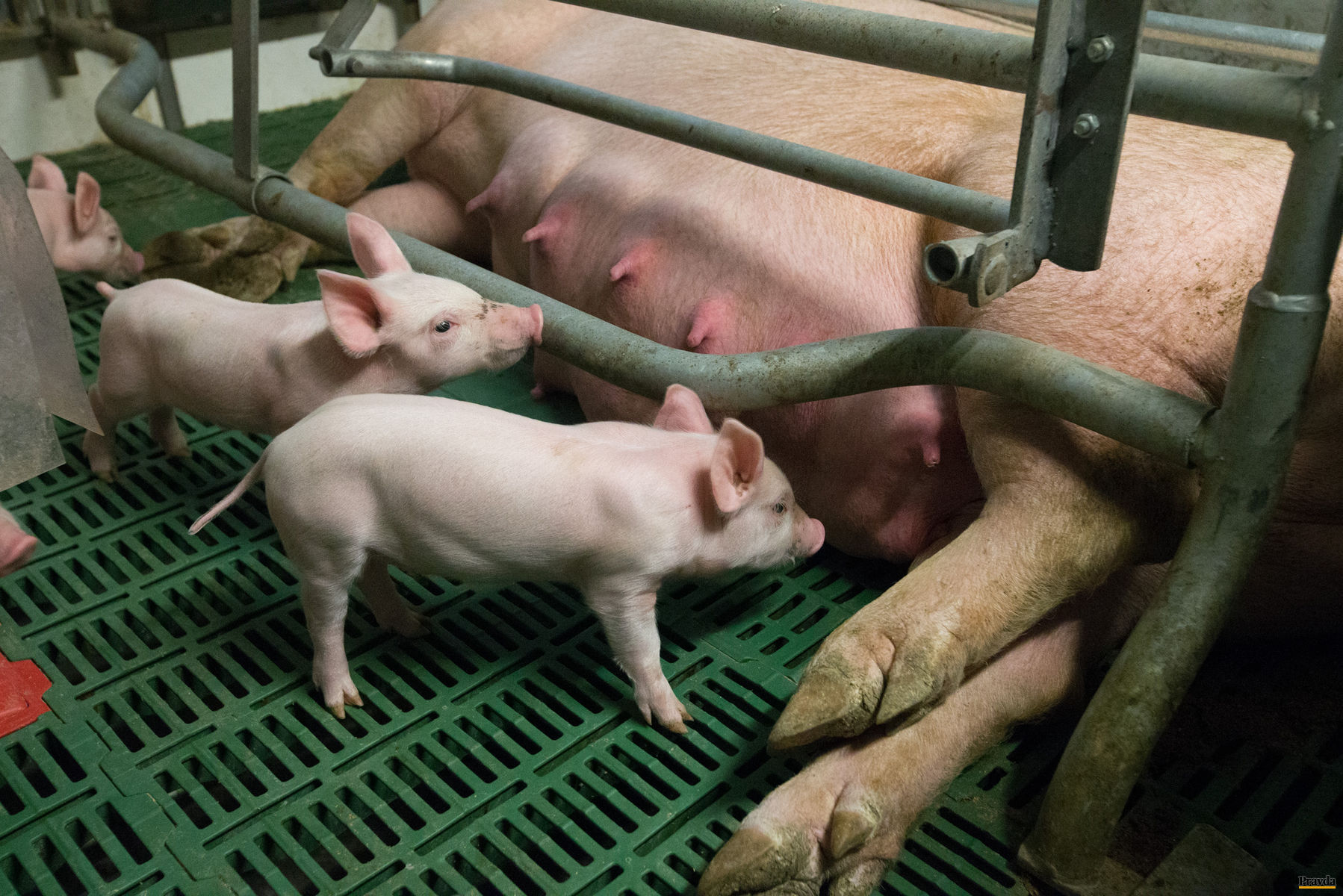 Každá ošípaná musí byť označená identifikačnou...