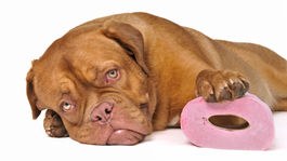 Zachránili psa, ktorý plával 220 kilometrov od pobrežia