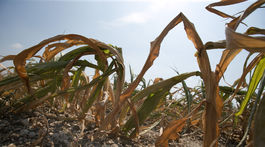 Menej snehu, dlhé horúčavy, sucho a prívalové dažde