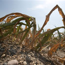 sucho, uroda kukurica, globálne oteplovanie, pole