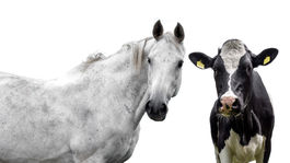 Najsmrtiacejšími austrálskymi zvieratami nie sú hady ani pavúky