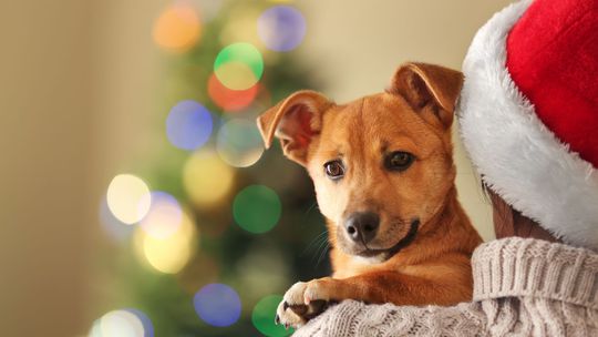 VIDEO: Pes nie je vianočný darček