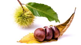 Gaštan jedlý prináša vôňu Vianoc