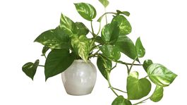 Rastlina s modifikovanou DNA môže čistiť ovzdušie