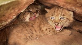 Slovenské rysy zachraňujú populáciu v Európe