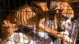 Nad týraním zvierat privierame oči