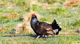 Brusel žaluje Slovensko pre hlucháňa hôrneho