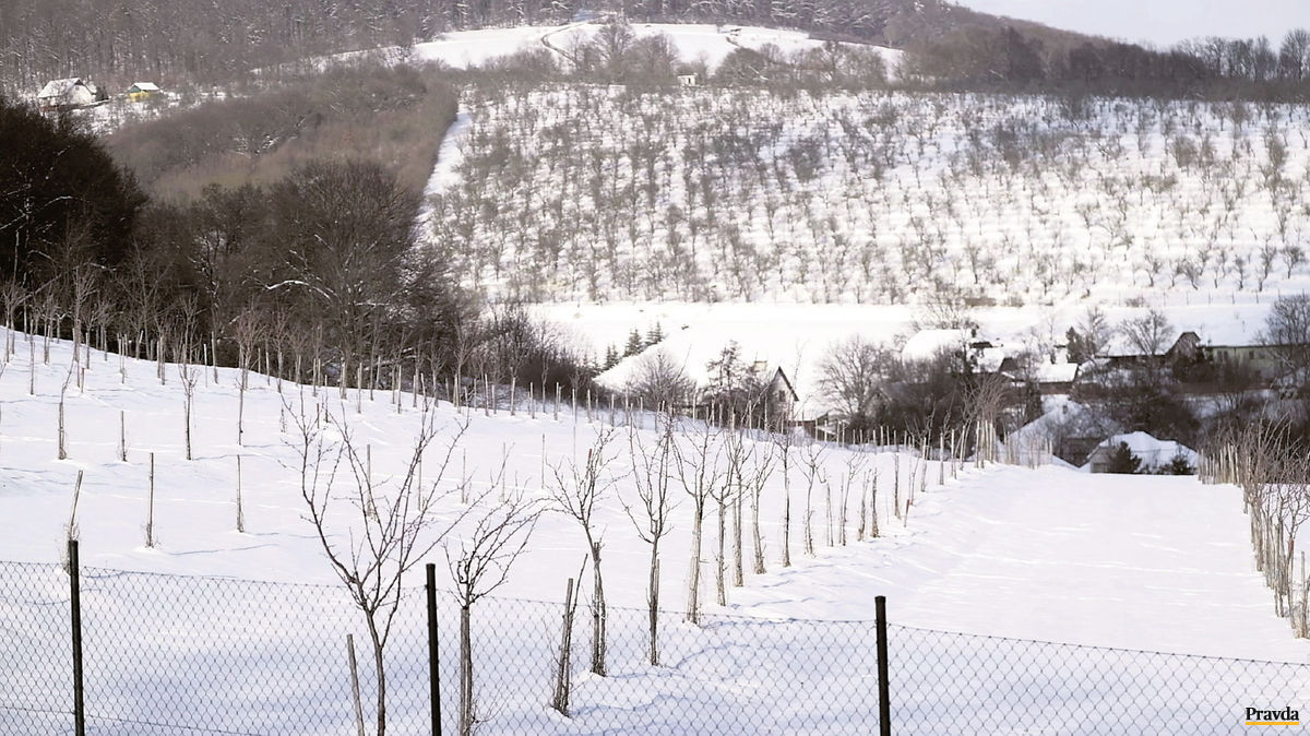 V okolí Podkylavy už zakladajú nové sady.