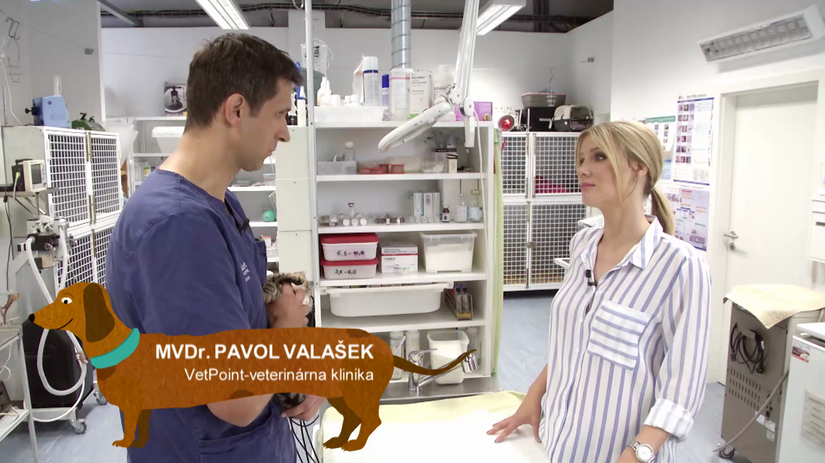 Pavol Valašek radí chovateľom v televíznej...
