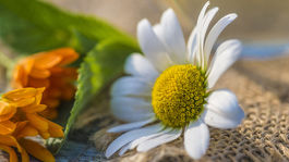 Na bolesť hrdla zohraný tím byliniek 