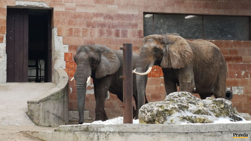 slon, zoo bojnice