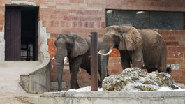 VIDEO: Keď slon poslúcha človeka. Pozrite si, čo sa deje v Bojniciach