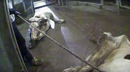 Podozrivé mäso, chudák zákazník a rozkoš z podvádzania