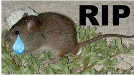 Austrália vyhlásila malú hnedú krysu za vyhynutý druh