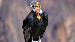 Kráľa kolumbijských Ánd kondora ohrozujú najmä ľudia