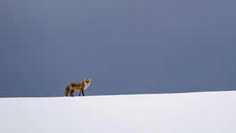 Pláž na ostrove Hailuoto pokryli tisícky ľadových gulí