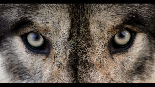 Agrorezort zvažuje, že na lov vlkov dá nulovú kvótu