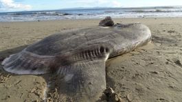 Oceán v Kalifornii vyplavil telo vzácneho mesačníka ukrytého. Druh je známy od roku 2017