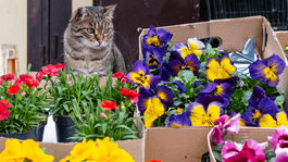 Po teplých dňoch sa vracia jar s chladom a vetrom