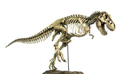 Zberatelia dinosaurích fosílií preplácajú múzeá