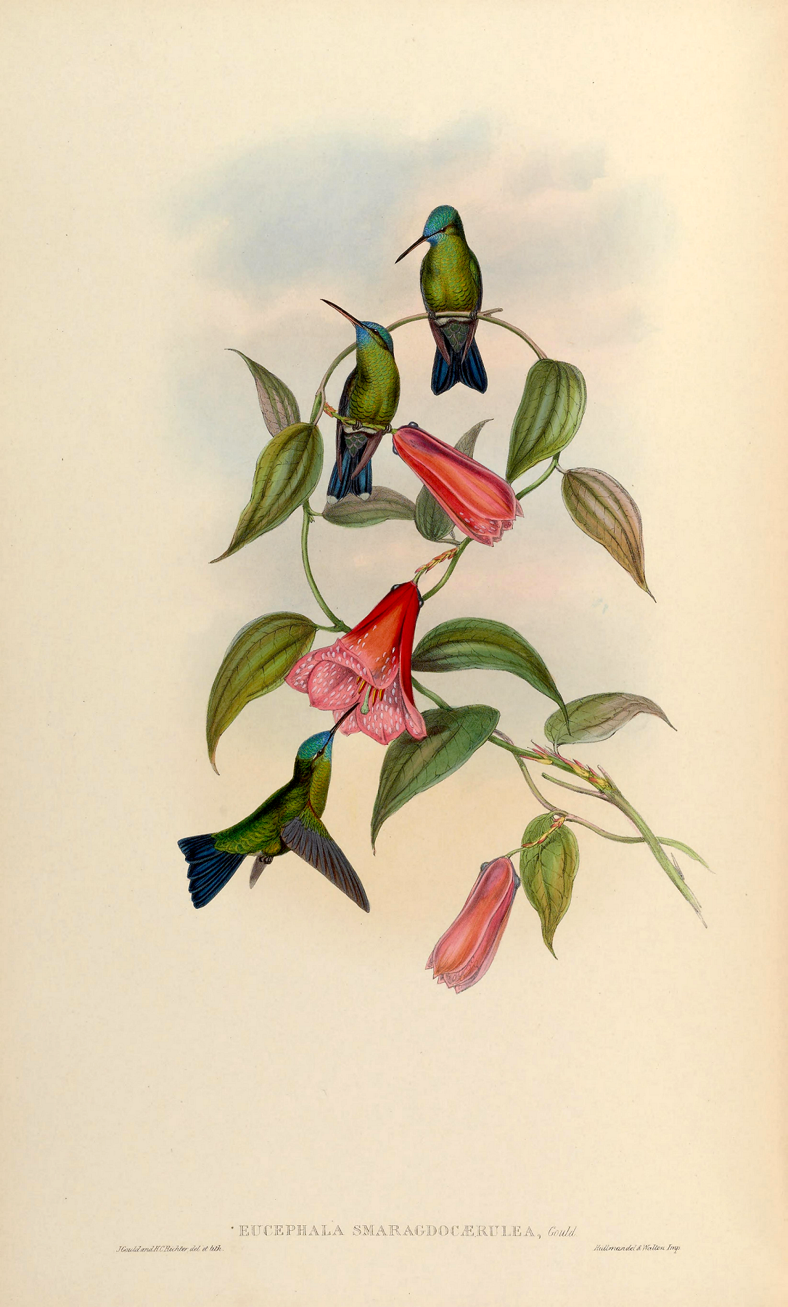 Ilustrácia kvetu lapageria rosea z roku 1861.
