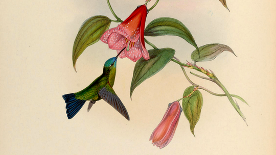 Ilustrácia kvetu lapageria rosea z roku 1861.