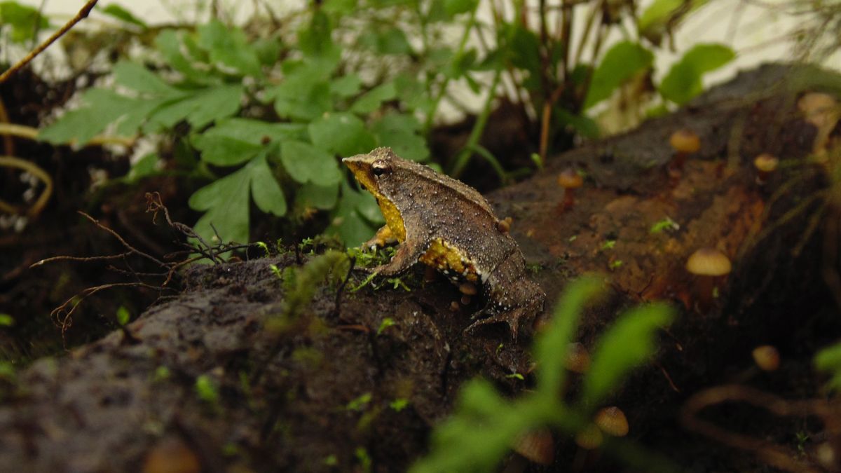 Nosatka Darwinova.