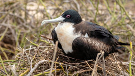 Môže nejaké zviera prežiť bez spánku?