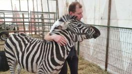  Zebra z nitrianskeho sídliska by mala byť v poriadku