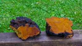 Medicinálne huby: HUBA na 4 písmená je ČAGA