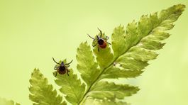 Prírodné ohniská kliešťovej encefalitídy na Slovensku