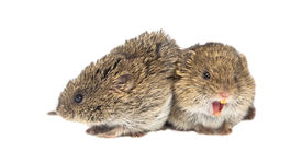 Vedci odhalili tajomstvo monogamie