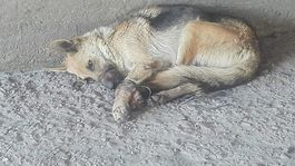 Mladíci, ktorí takmer utýrali psa na smrť, dostali mierne tresty