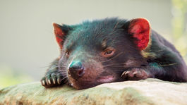 Tasmánsky čert začal vzdorovať rakovine