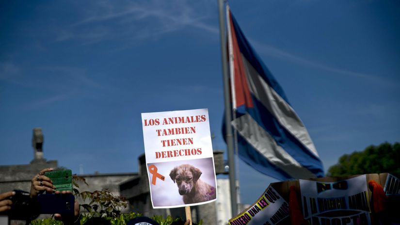Kuba demonštrácia nezávislá prvá zvieratá práva