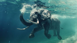 Zaujímavosť: Ružové sloníča či slonica s klami až po zem. Sloniu hlavu má aj boh Ganéša