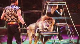 V cirkuse namiesto zvierat vystupujú hologramy