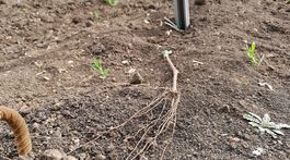 V Strekove ukradli takmer štyritisíc štepov viniča, pohodili ich pri trati