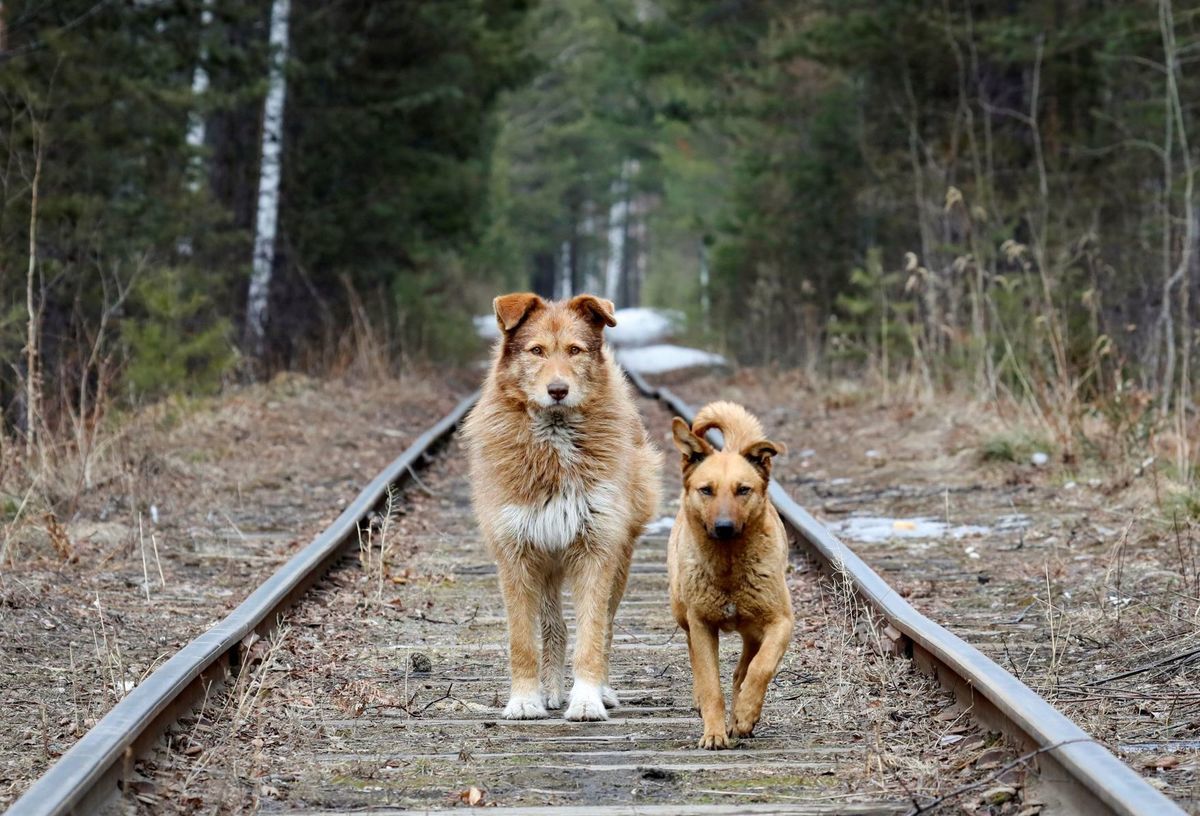 psy, psi, pes, koľajnice, vlak, koľaje, zvieratá