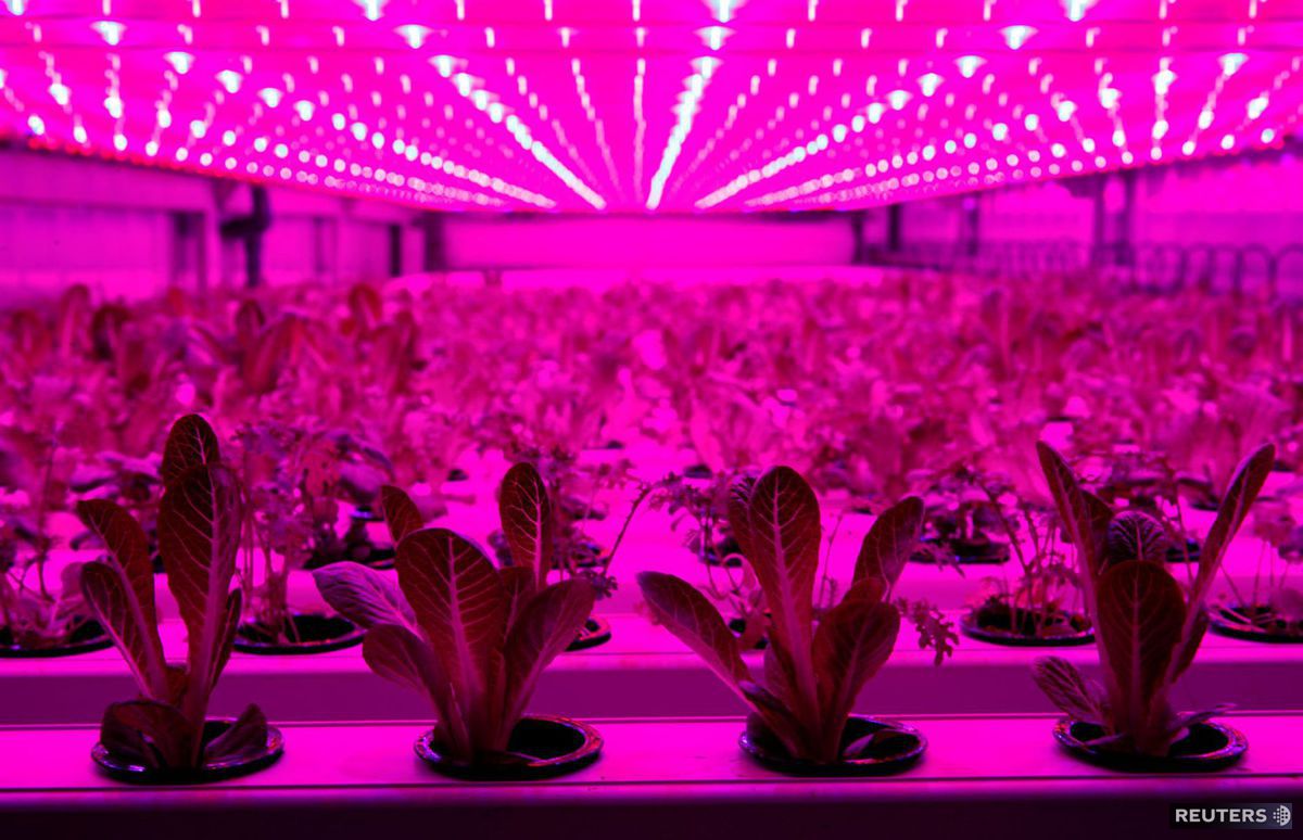 rastliny, LED svetlo