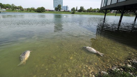 V slovenských jazerách hynú ryby, ohrozený je najmä kapor