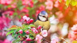 Kalendár záhradkára: Čo musíte urobiť v záhrade v máji?