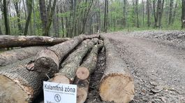 Stromy zabíja zákerná nákaza. Chorľavejú z nej aj ľudia!