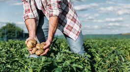 Čo sa deje so slovenskými zemiakmi?