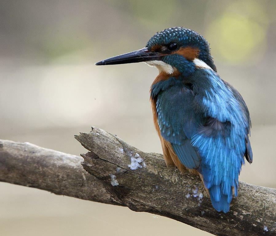 Záber z Večerníčka Mláďatá.