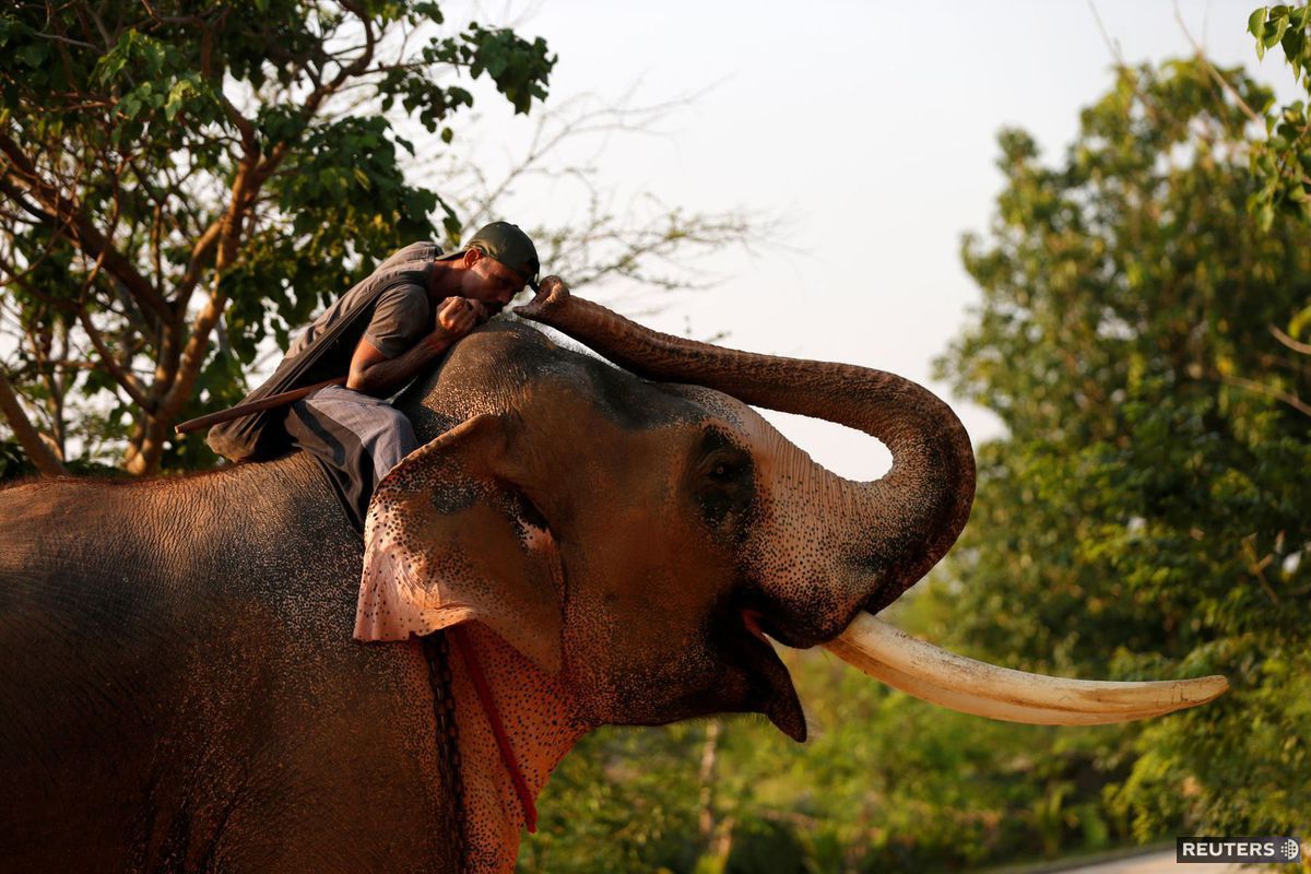 Thajsko, slon,