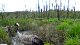 Vzácny žeriav sa vyliahol v mokradi na západe Slovenska. Pozrite si video