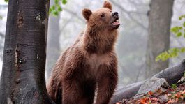 V Trnavej Hore majú divočinu. Vyhlásia pre medvede mimoriadny stav? 
